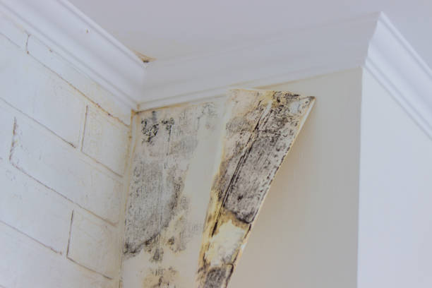 Environmental Consulting for Mold Prevention in Essex Fells, NJ